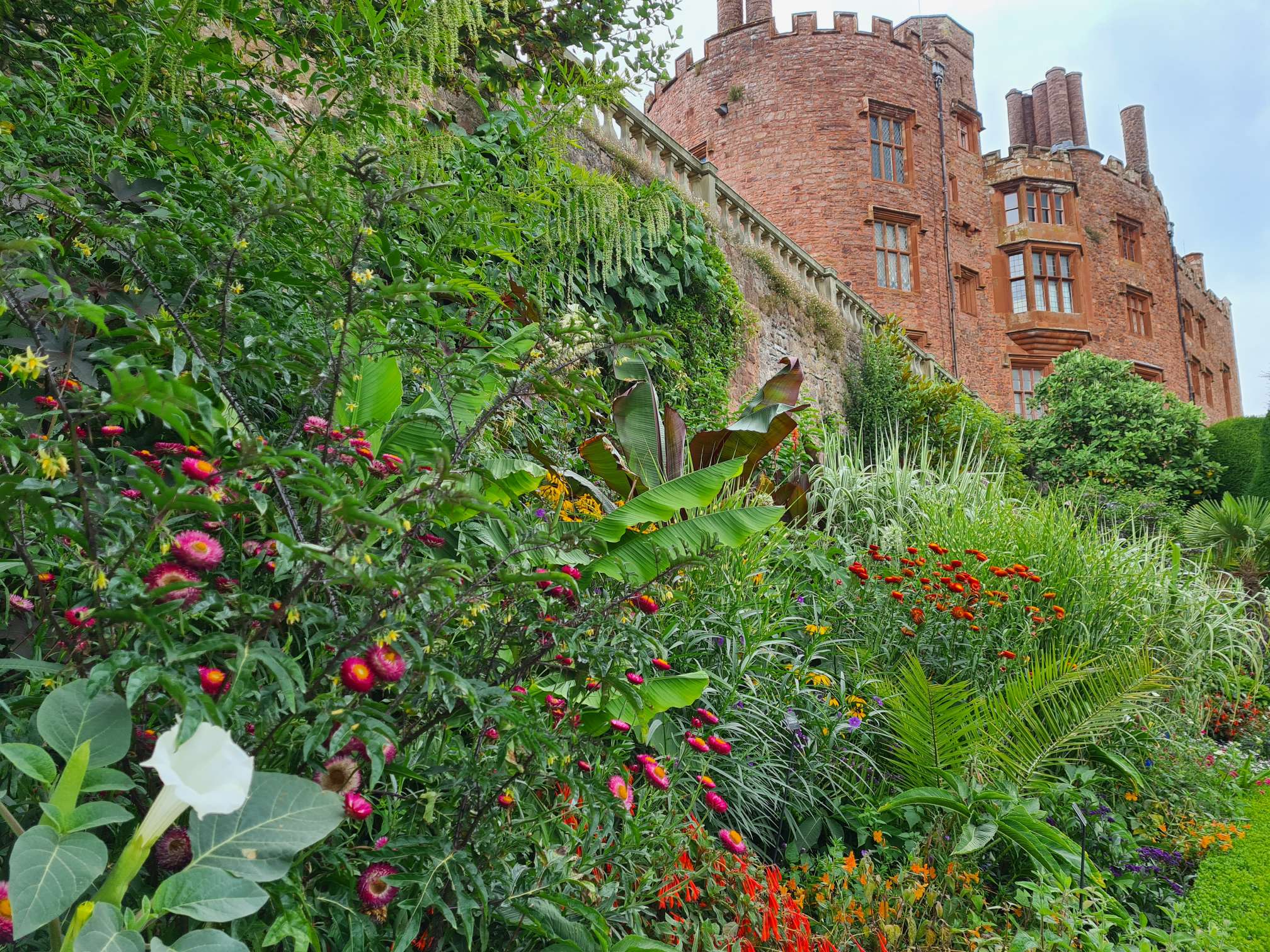 Flower in the garden of Powis castle with the castle showing in the rear of the picture