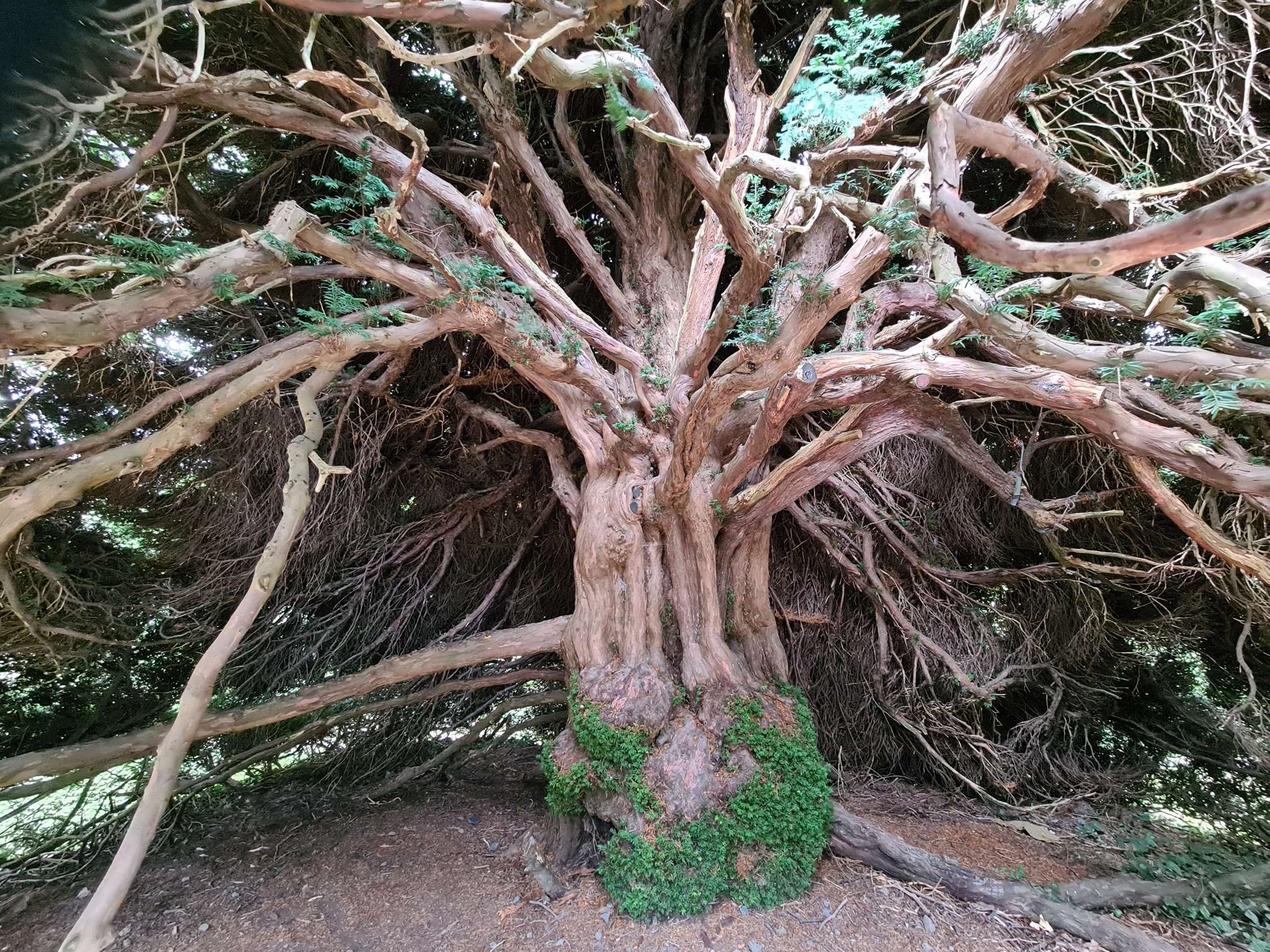 Tree in Powis castle gardens