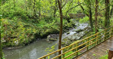 A picture of a walkway beside the river the flows through the dingle nature reserve.